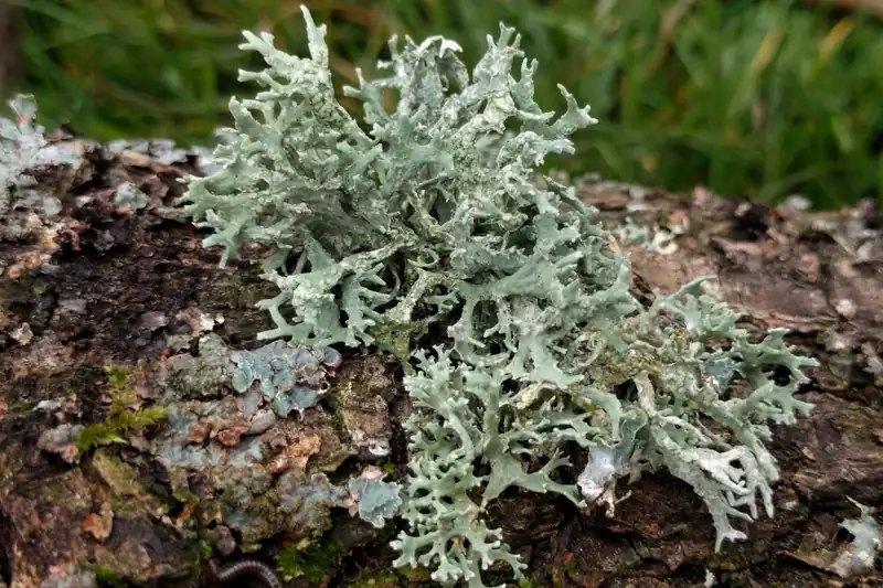 Lichen mousse de chêne gris-vert ramifié couvrant une écorce posée sur l'herbe