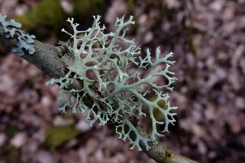 Lichen ramifié gris-vert sur une branche morte au-dessus du sol forestier