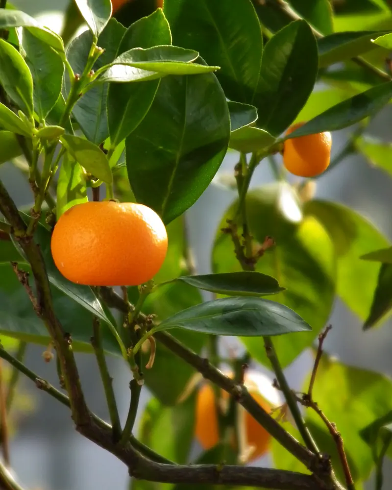 Mandarine orange sur une branche de jeune mandarinier aux feuilles vert foncé