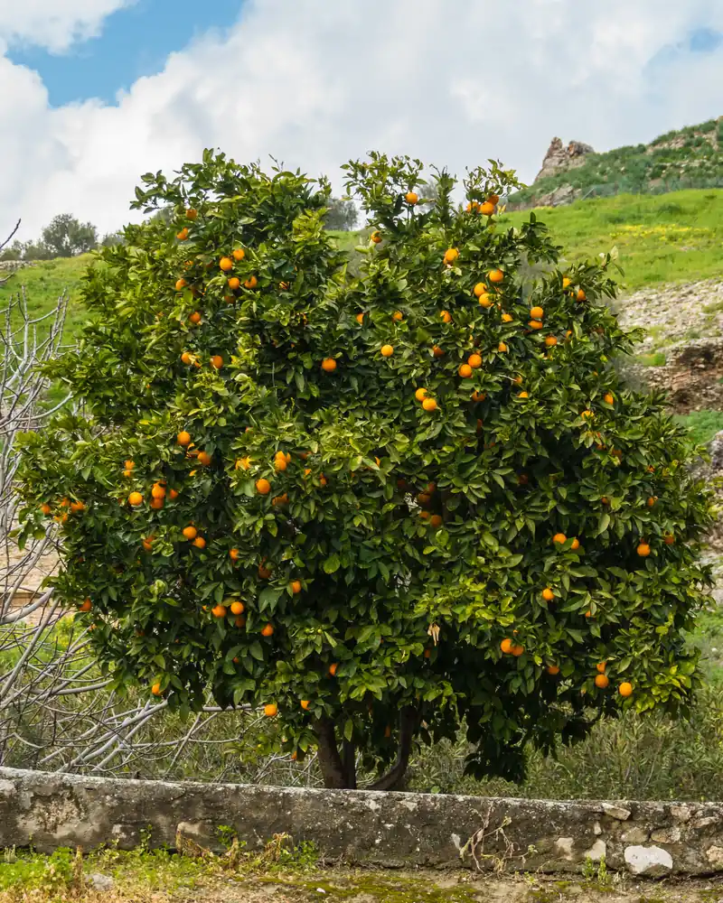 Mandarinier chargé de fruits orange sur une colline verte de Crète, ciel nuageux