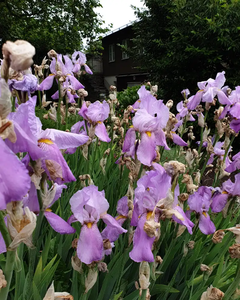 Massif d'iris pâles mauves en pleine floraison dans un jardin botanique de Suède