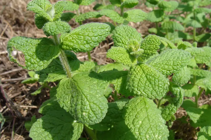 Menthe aux feuilles rondes et gaufrées poussant en touffe sur sol sec, en Galice
