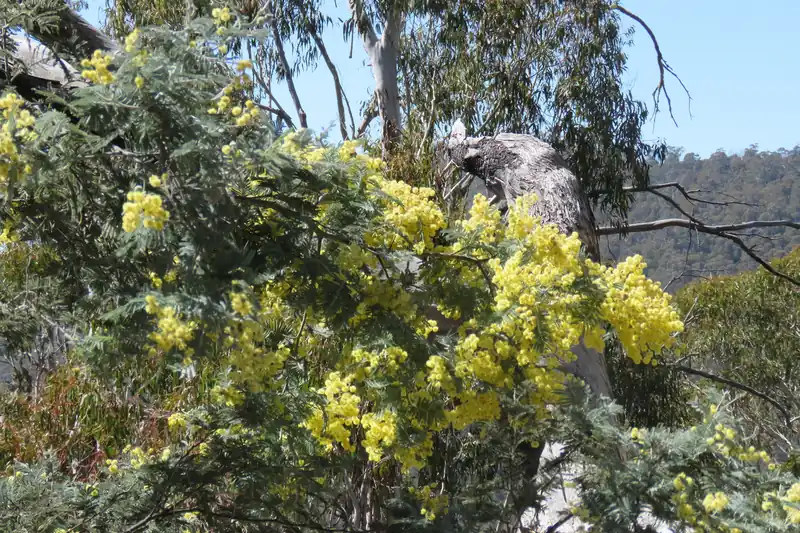 Mimosa d'hiver couvert de fleurs jaunes dans une forêt d'eucalyptus en Australie