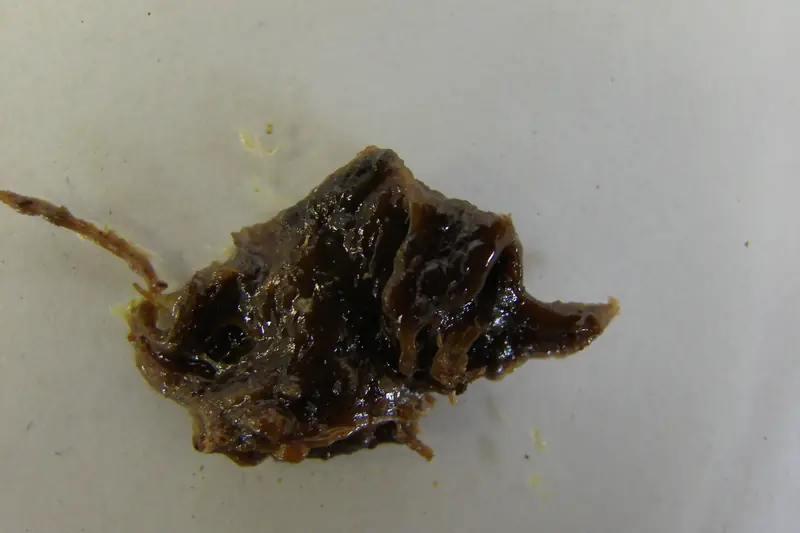 Sticky, glossy dark brown lump of galbanum resin on a pale background
