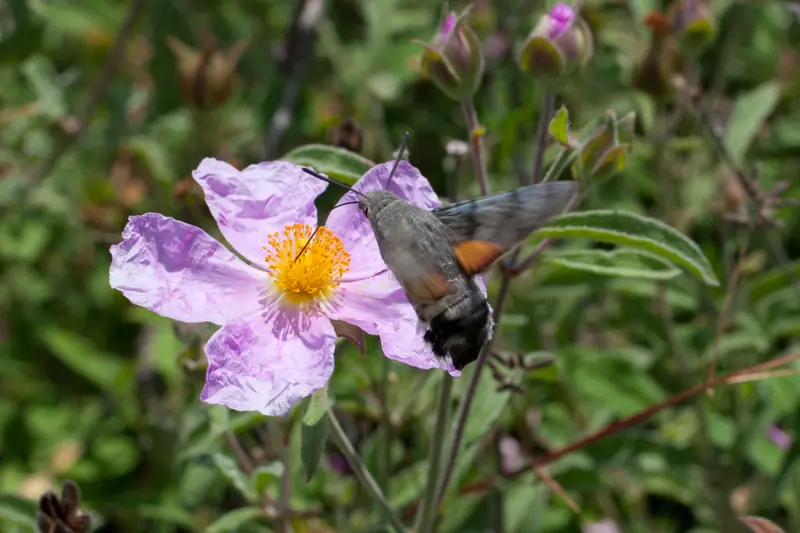 Moro-sphinx en vol stationnaire butinant une fleur de ciste rose en Grèce