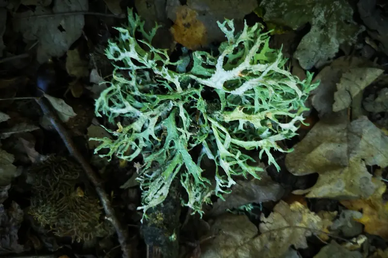Mousse de chêne vert pâle aux lobes ramifiés posée sur des feuilles mortes