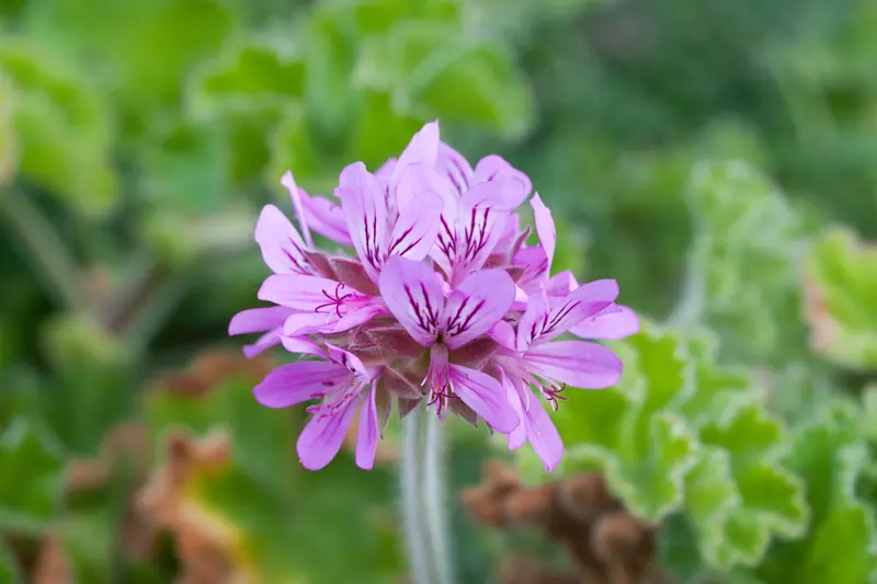 Umbel of mauve scented geranium flowers in a garden, crinkled leaves behind