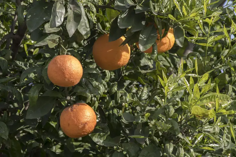 Ripe bitter oranges hanging in the dense foliage of a bitter orange tree