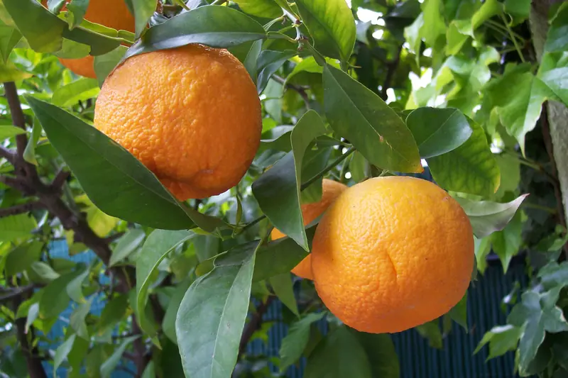 Oranges amères orange vif à la peau grumeleuse sur leur branche, en Hongrie