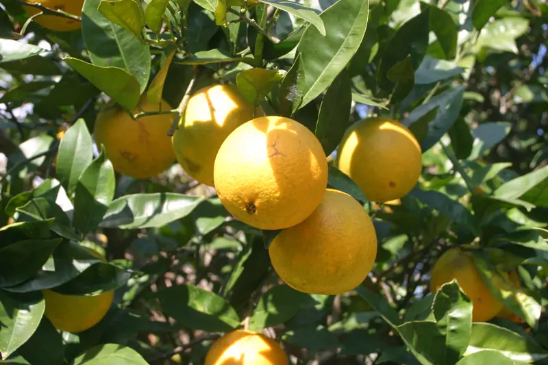 Oranges douces qui mûrissent sur l'arbre parmi un feuillage vert dense, au Népal