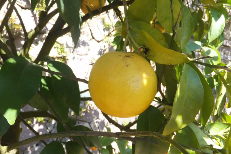 Yellow grapefruit on its branch in a botanical garden in South Tyrol