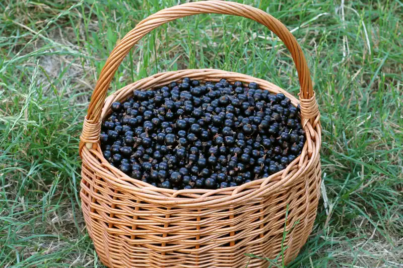 Wicker basket filled with freshly picked black blackcurrants, set in the grass
