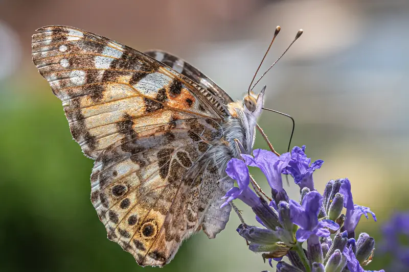 Papillon belle-dame butinant un épi de lavande, ailes ouvertes en gros plan