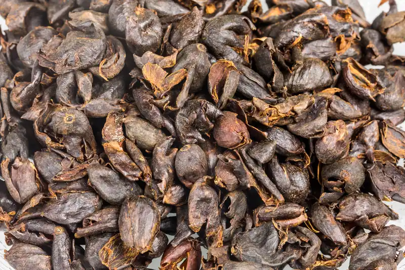 Peaux de cerises de café séchées, brunes et froissées, pour l'infusion de cascara