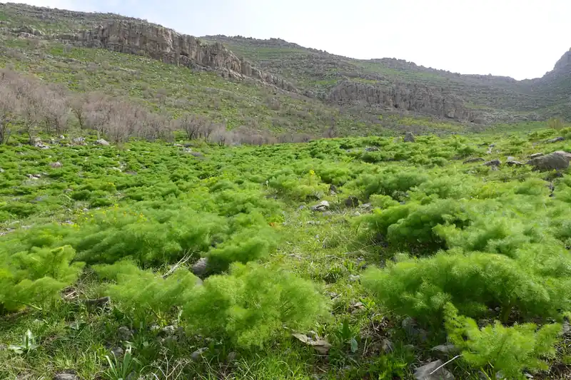 Pentes couvertes de férules vert vif au pied de falaises, au Kurdistan irakien