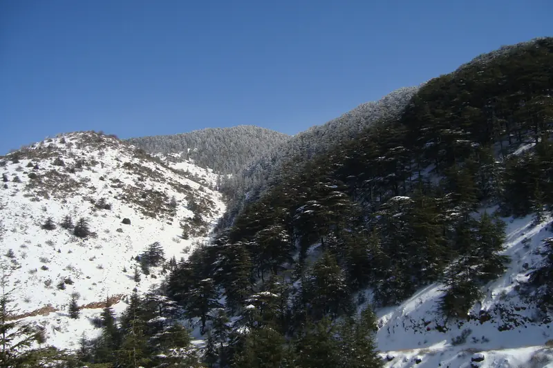 Snowy slopes covered in dark cedars in the Barouk forest in winter