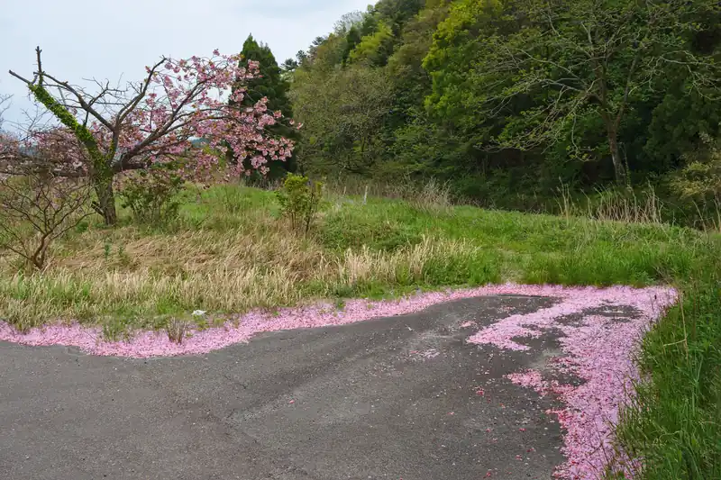 Pink cherry blossom petals fallen in drifts along a country road in Japan