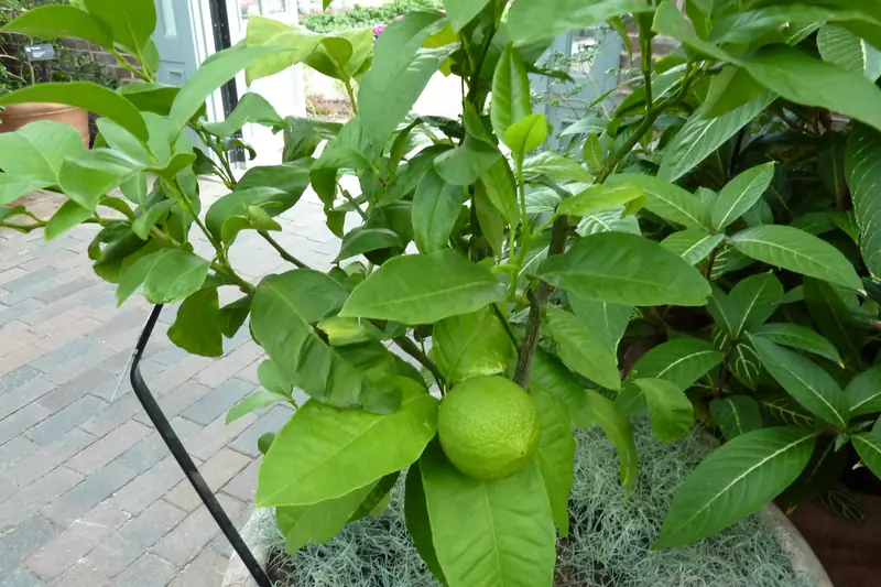 Petit bergamotier en pot au feuillage dense, un fruit vert caché sous les feuilles, en serre botanique