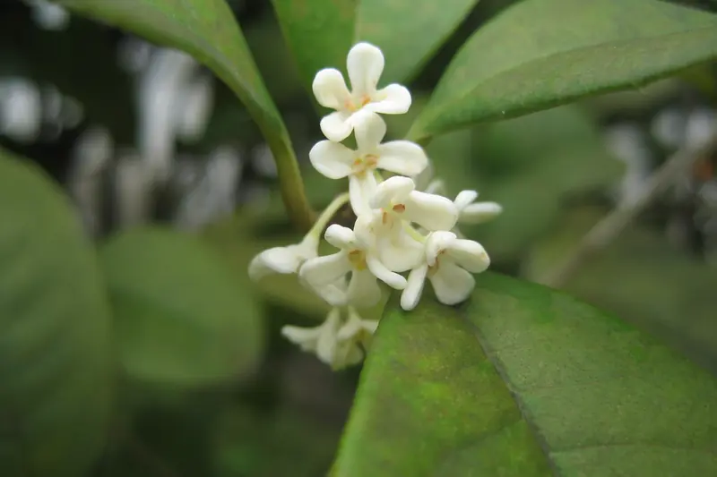 Small white osmanthus flowers clustered where dark green leaves meet the stem