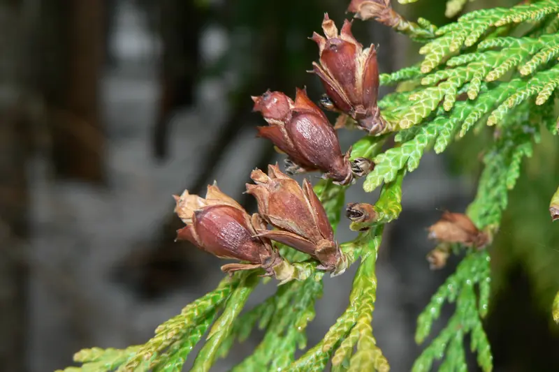 Small brown western red cedar cones at the end of a scaly green spray