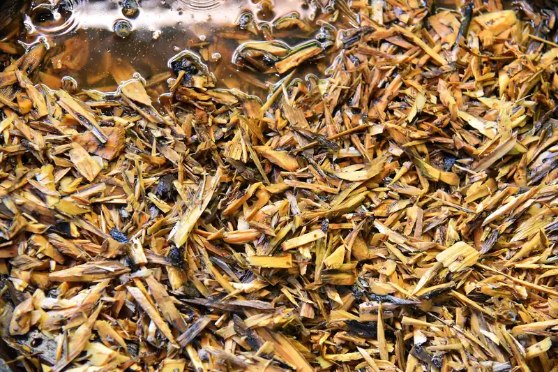 Petits morceaux de bois d'Aquilaria dorés mis à tremper, étalés en couche serrée