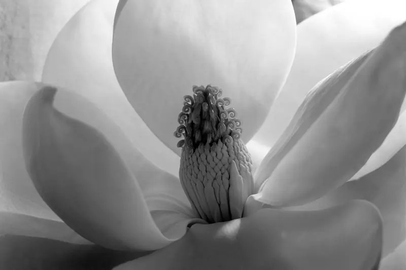 Black and white photograph from 1925: close-up of the heart of a magnolia flower