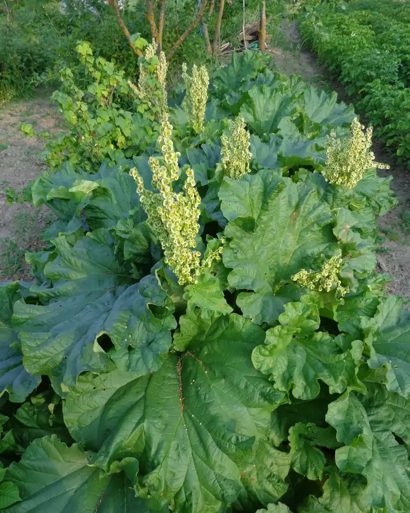 Pied de rhubarbe en fleur dans un potager, larges feuilles et hampes florales crème