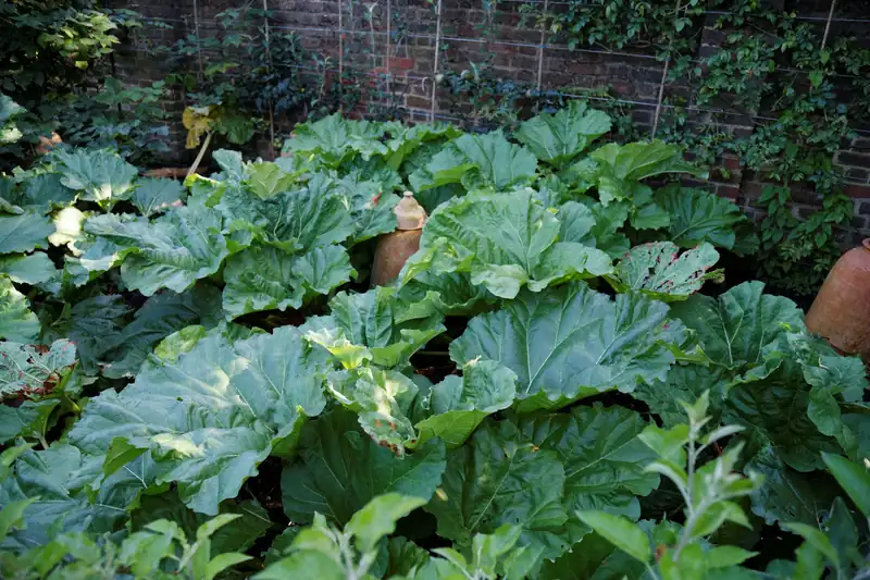 Rhubarb plants with huge crinkled leaves in an English kitchen garden