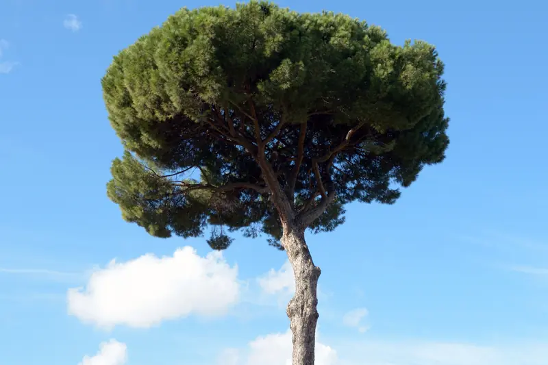 Pin parasol à la couronne ronde sur le Palatin, contre un ciel bleu à nuages