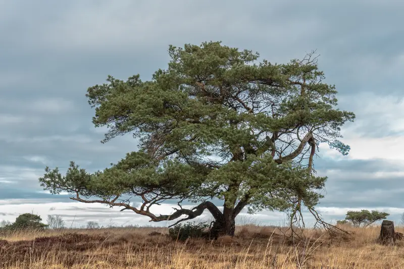 Pin sylvestre isolé aux branches étalées sur une lande dorée sous un ciel gris
