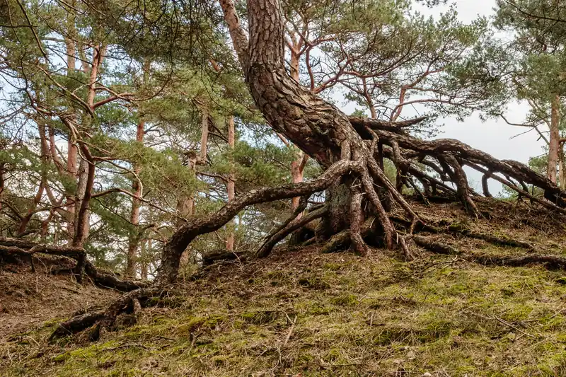 Scots pine with twisted roots exposed by sand on a Dutch heath