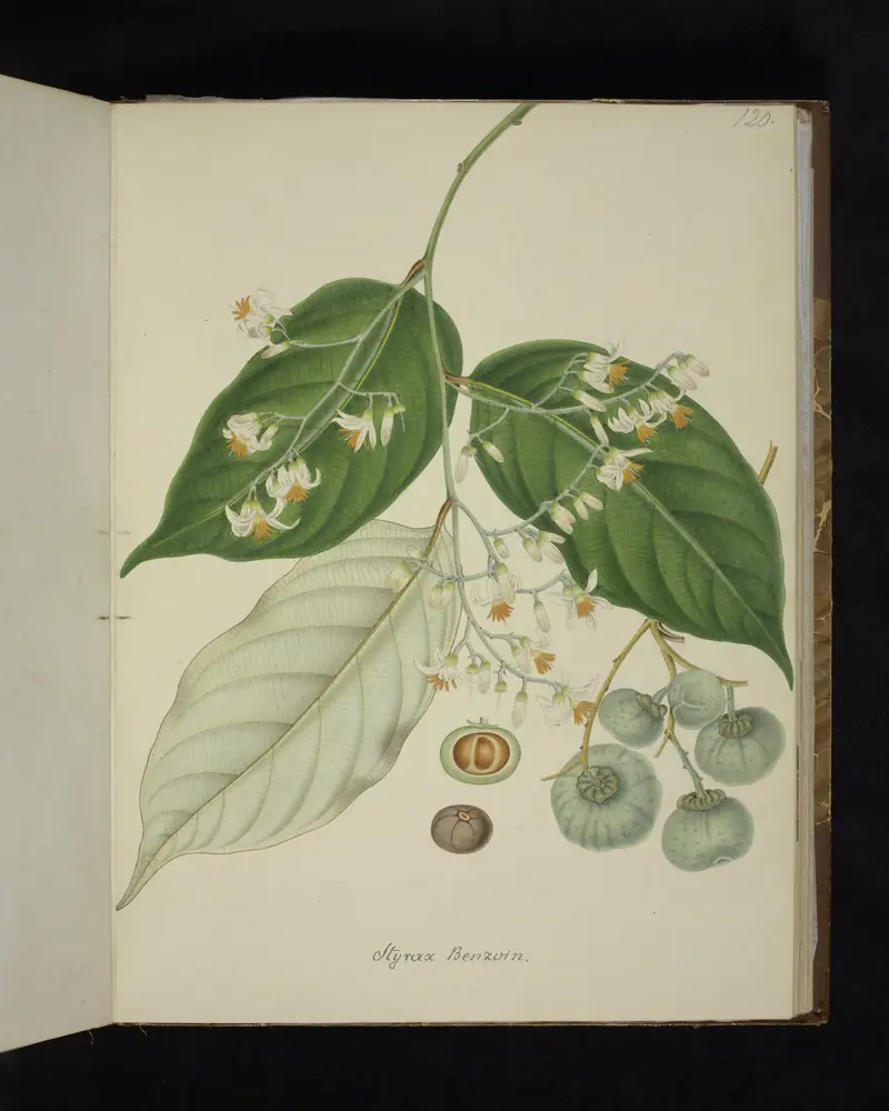 Planche botanique de 1893 du styrax benjoin : rameau fleuri, fleurs blanches et fruits