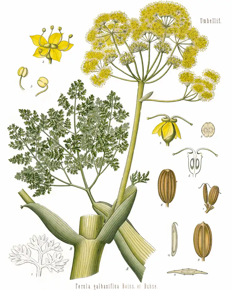 Planche botanique ancienne de la férule gommeuse, ombelles jaunes, graines et coupes