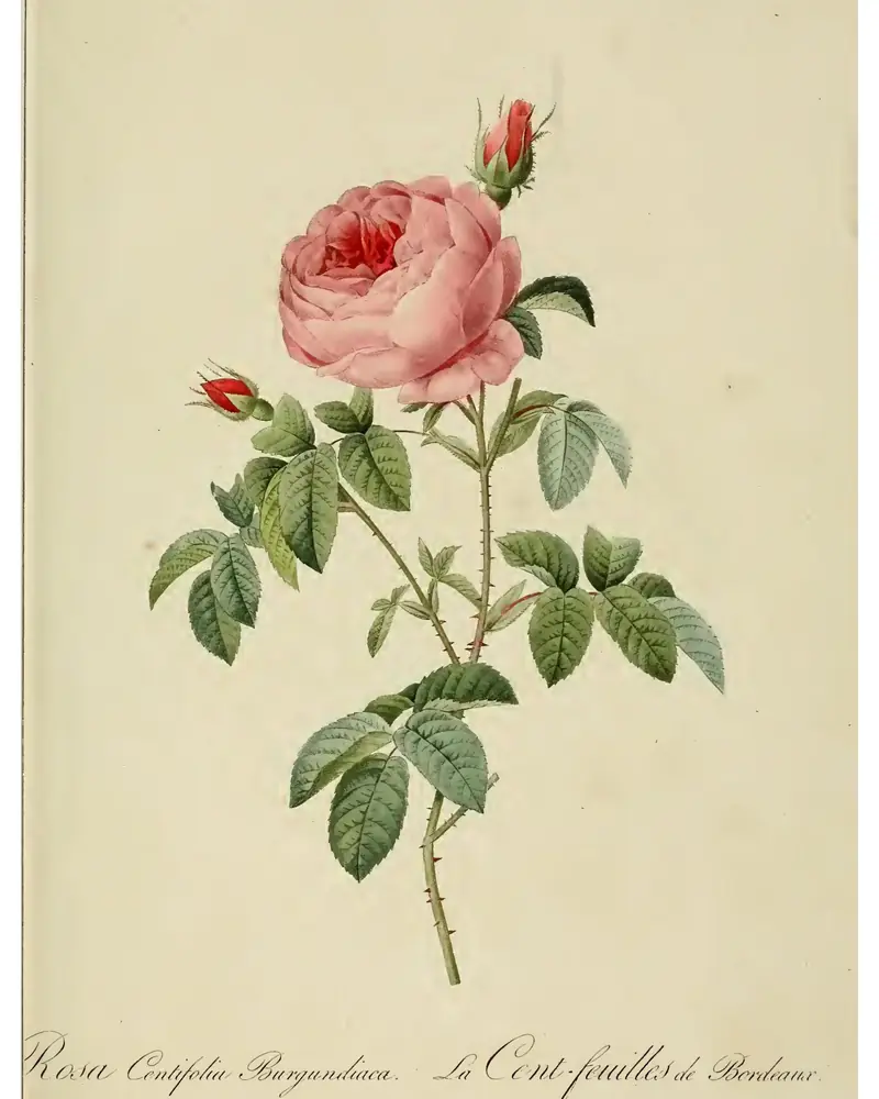 Planche botanique ancienne d'une rose centfeuilles rose pâle sur sa tige feuillue