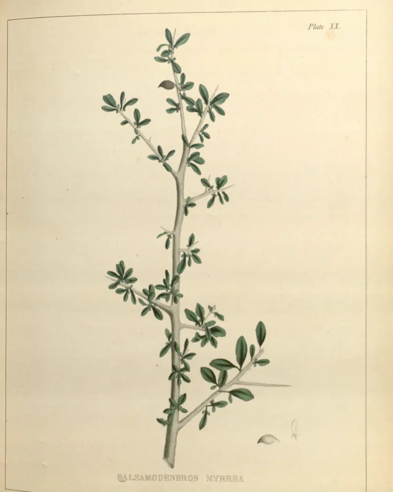Old medical botany plate showing a leafy branch of the myrrh tree in colour
