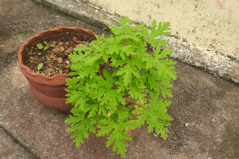 Plant de géranium rosat aux feuilles découpées débordant d'un pot en terre cuite