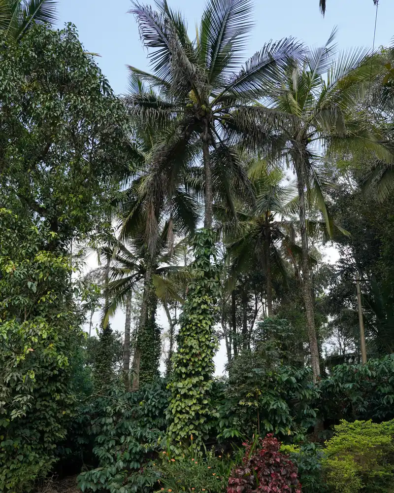 Plantation de café et de poivre à l'ombre des cocotiers à Coorg, en Inde