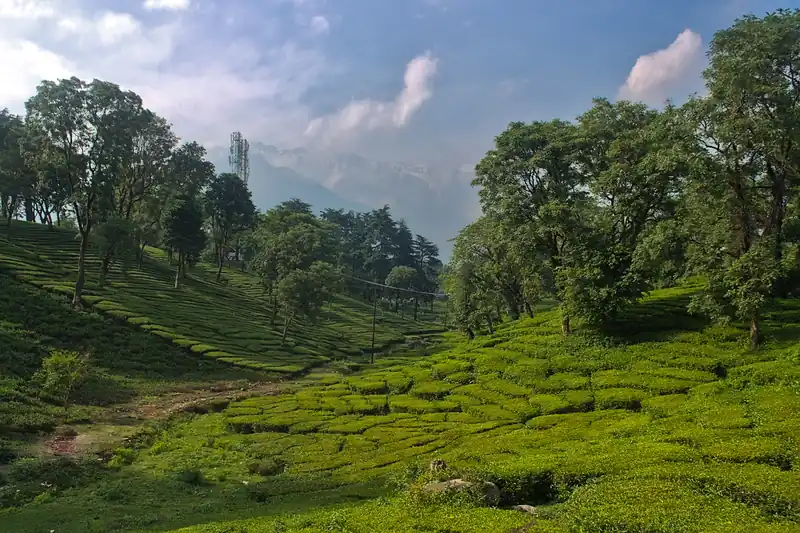Plantation de thé ondulée sous de grands arbres dans la vallée de Kangra, en Inde