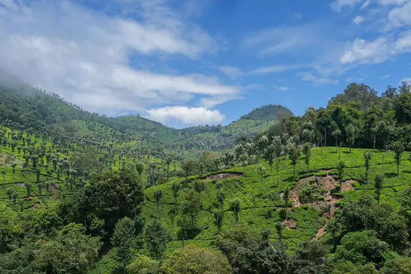 Plantation de thé sur les pentes des Nilgiris, sous un ciel bleu traversé de nuages