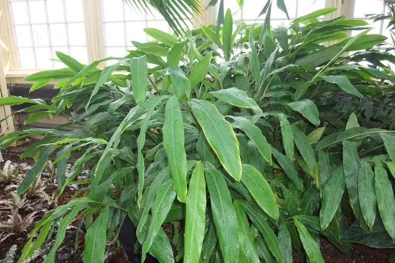 Plants de cardamome aux longues feuilles lancéolées sous une serre lumineuse