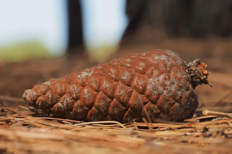 Pomme de pin brune posée sur un lit d'aiguilles sèches à l'orée d'une pinède