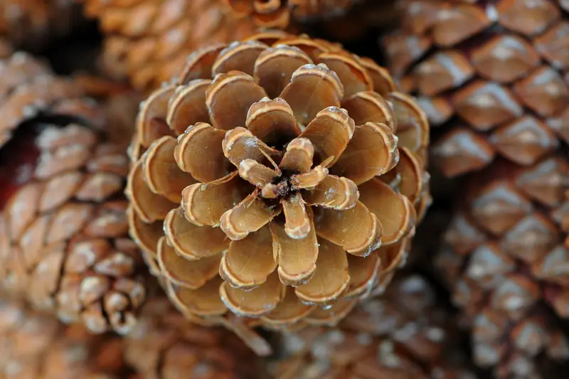 Close-up of open pine cones with brown scales arranged in a spiral