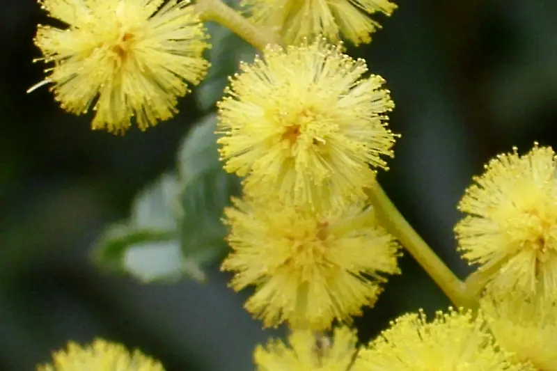 Close-up of bright yellow silver wattle pompoms against dark foliage