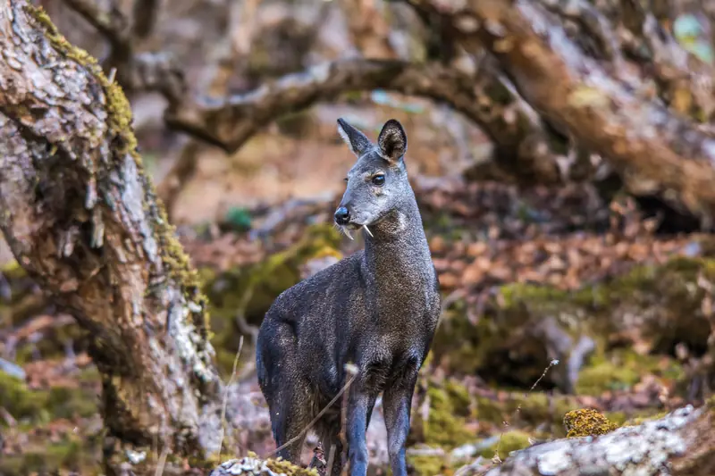 Porte-musc gris sombre debout au milieu des troncs moussus d'un sous-bois