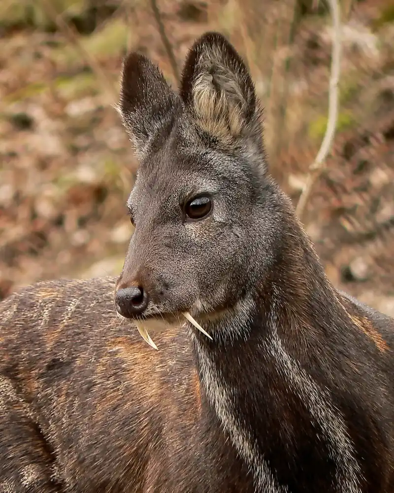 Portrait d'un porte-musc de Sibérie aux grandes oreilles et aux petites canines