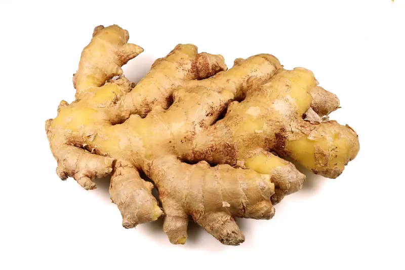 Fresh ginger root with golden knobs isolated on a white background