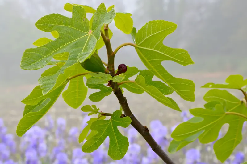 Rameau de figuier aux jeunes feuilles vert tendre devant des iris mauves dans la brume