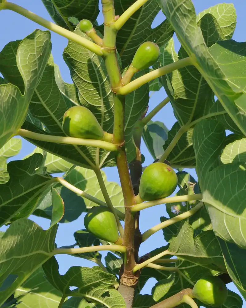 Rameau de figuier aux larges feuilles lobées portant de jeunes figues vertes