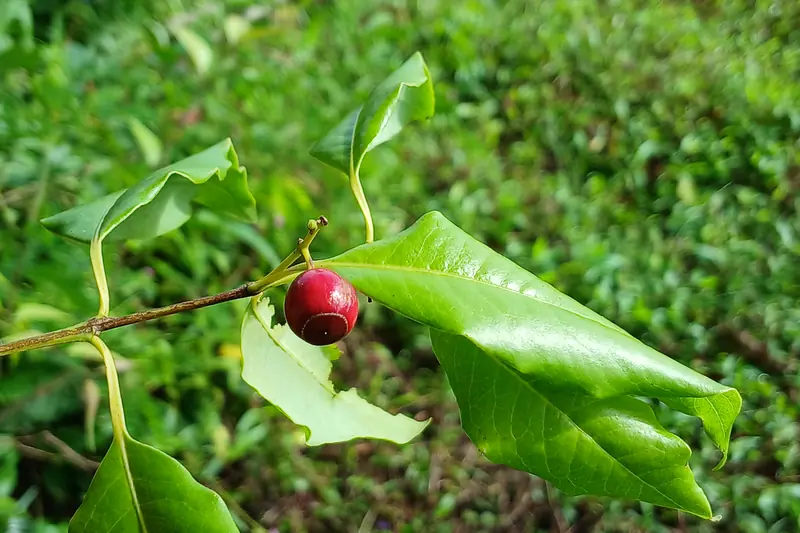 Sandalwood twig with pointed leaves bearing a small red fruit