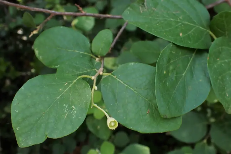 Branch of storax with round downy leaves bearing a small fruit, in Jordan